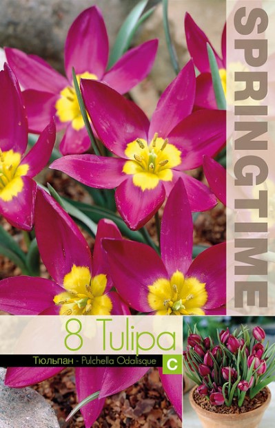 Botanisk Tulpan 'Pulchella Odalisque' 8st