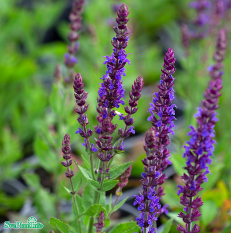 Stäppsalvia 'Ostfriesland' 11cm kruka