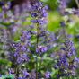 Kantnepeta 'Blue Wonder' 11cm kruka