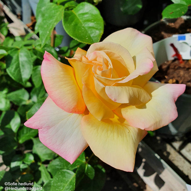 Tehybridros 'Peace' 1-pack barrot