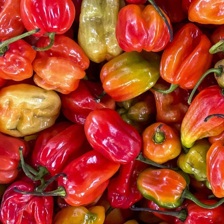 Chilipeppar 'Scotch Bonnet' Frö