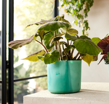 The Ocean Collection Round 14cm Pacific Green