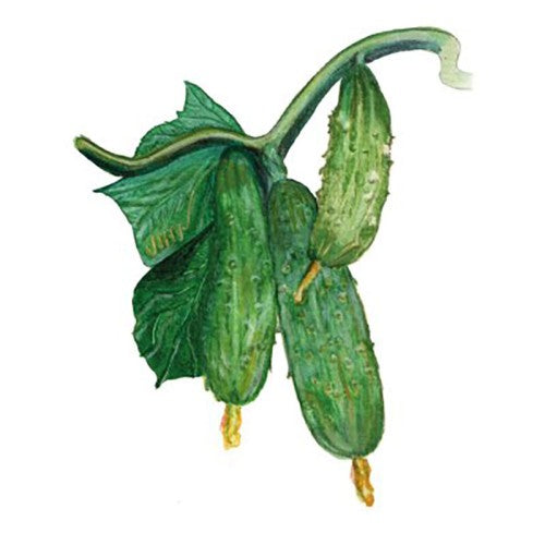 Inläggningsgurka 'Nothern Pickling' Svenskodlat frö