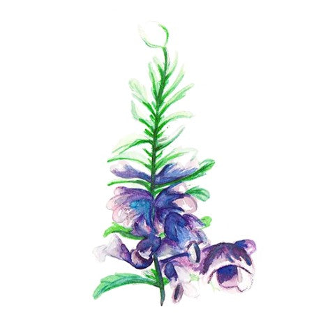 Turkisk Drakblomma Svenskodlat frö