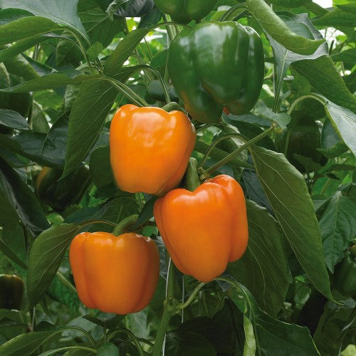 Paprika 'Delirio' F1 Frö