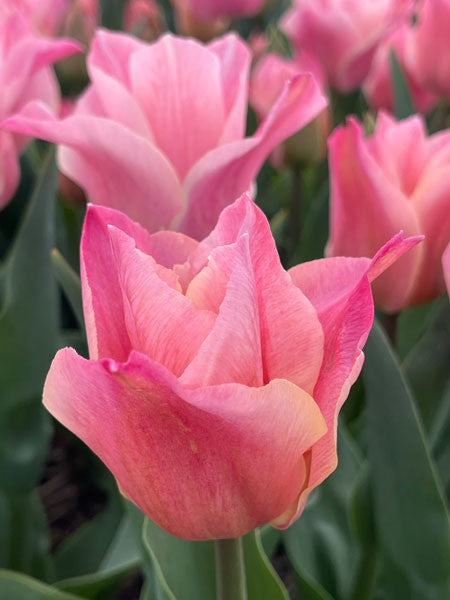 Triumphtulpan 'Miss Elegance' 5st