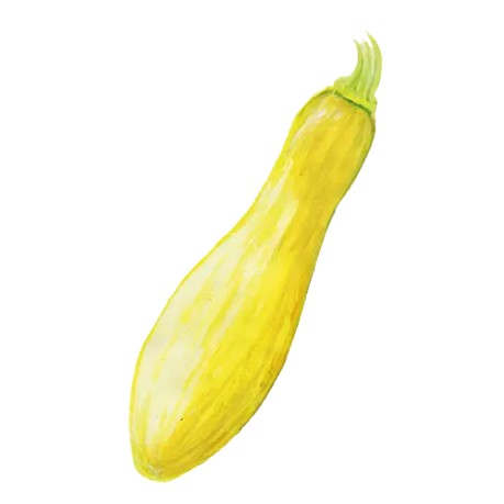 Sommarsquash 'Yellow Straightneck' Svenskodlat frö