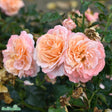 Floribundaros 'Kalmar' 5-pack barrot