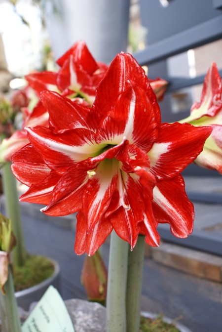 Amaryllis 'Party Nymph' 1st