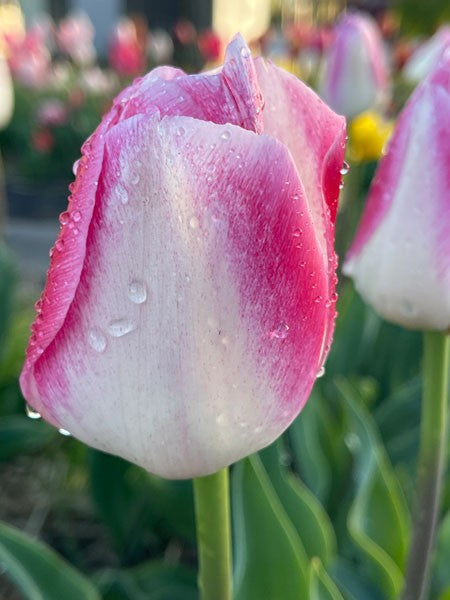 Triumphtulpan 'Donatello' 5st