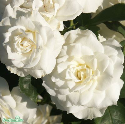Floribundaros 'Gråsten' 5-pack barrot