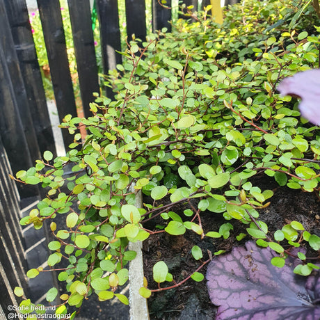 Slideranka 12cm kruka