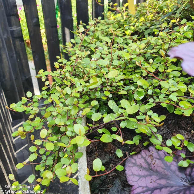 Slideranka 12cm kruka