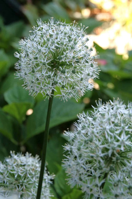 Allium, Prydnadslök 'White Cloud' 15st
