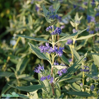 Skäggbuske 'Blue Knight' 12cm kruka