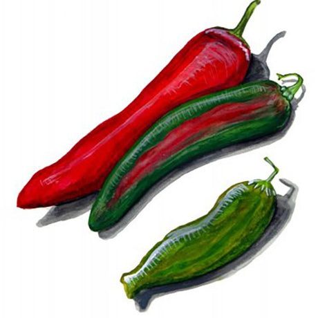 Chili 'Anaheim' Svenskodlat frö