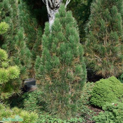 Svarttall 'Green Tower' 25-30 co 3-pack