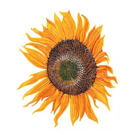 Solros 'Peredovick' Svenskodlat frö