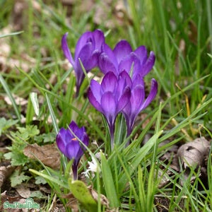 Snökrokus Botanisk 'Ruby Giant' 15st