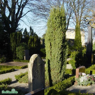 Irländsk pelar-en 'Hibernica' 80-100 co