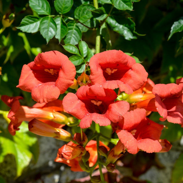 Trumpetranka 'Mme Galen' co 5-pack