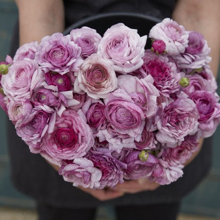 Ranunkel 'Amandine Purple Jean' 10st