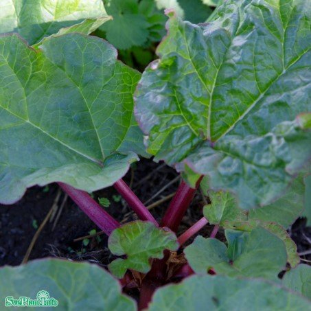 Rabarber 'Elmsblitz' 3-pack i kruka