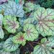 Alunrot 'Green Spice' 12cm kruka