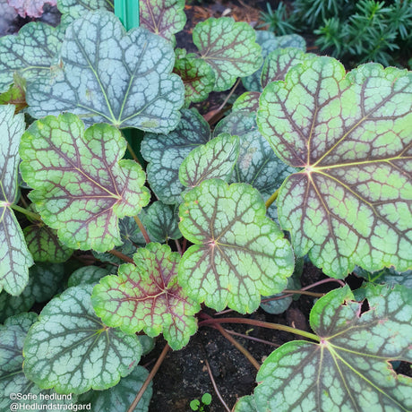 Alunrot 'Green Spice' 12cm kruka