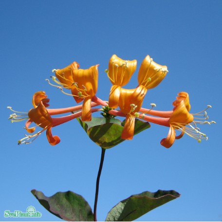 Kaprifol 'Mandarin' co 3-pack