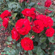 Floribundaros 'Carl Philip' 10-pack barrot