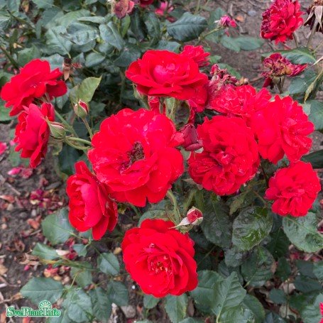 Floribundaros 'Carl Philip' 10-pack barrot