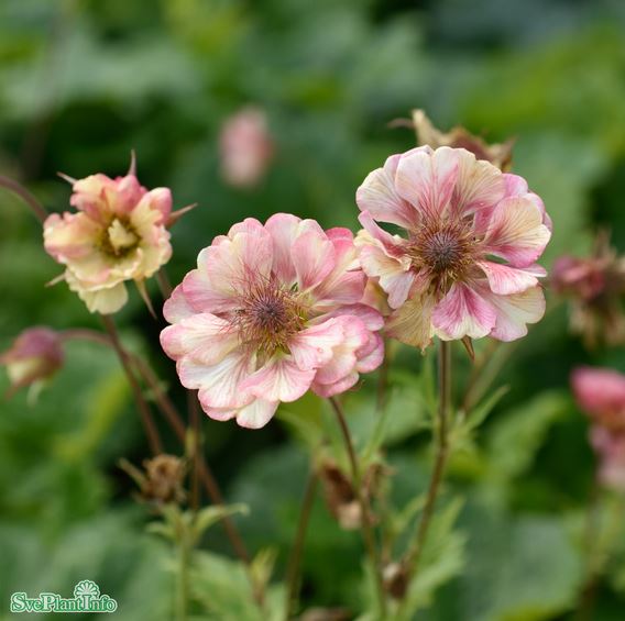 Nejlikrot 'Pretticoats Peach' 9cm kruka