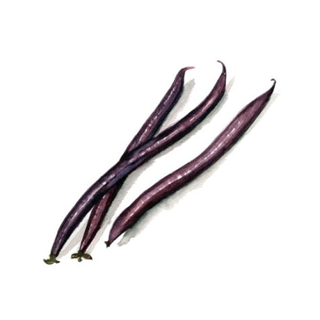 Brytböna 'Purple Queen' Svenskodlat frö