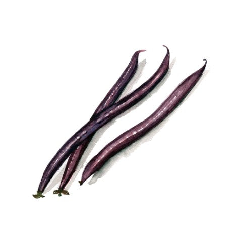 Brytböna 'Purple Queen' Svenskodlat frö