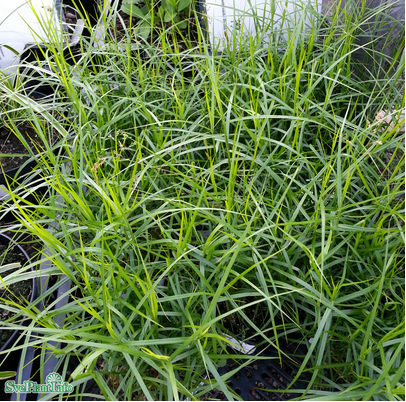 Palmstarr 'Little Midge' 12cm kruka