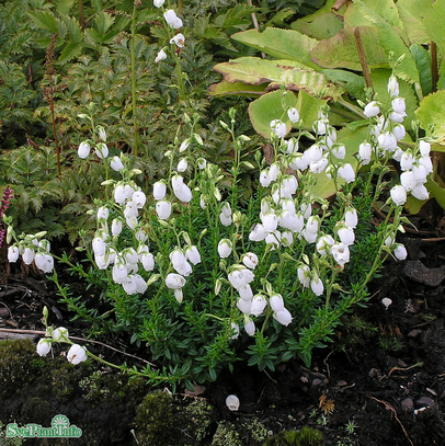 Irländsk Klockljung Vit 12cm kruka