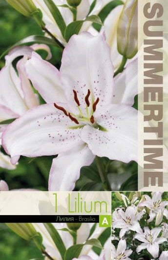 Lilja 'Brasilia' 1st