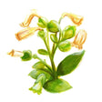 Blomstertobak 'Mohawk' Svenskodlat frö