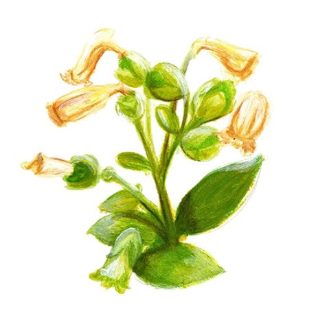 Blomstertobak 'Mohawk' Svenskodlat frö
