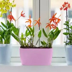 Brussels Orchid Duo 25cm Soft Pink