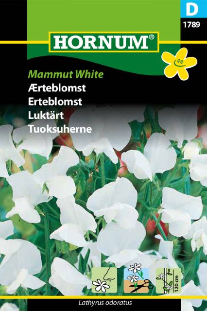 Luktärt 'Mammut White' frö