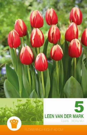 Triumphtulpan 'Leen van der Mark' 5st