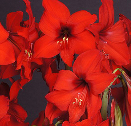 Amaryllis 'Red Garden' 1st