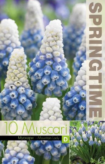 Pärlhyacint 'Mountain Lady' 10st