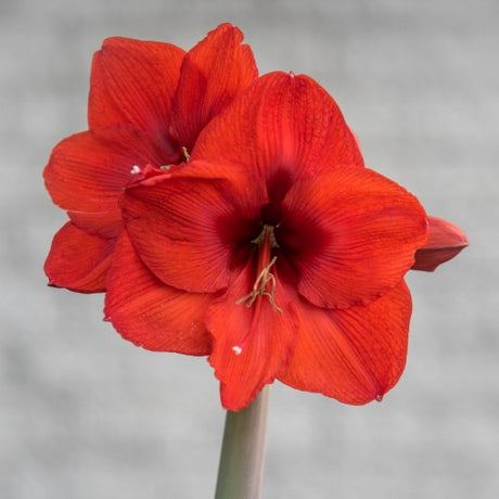 Amaryllis 'Orange Souvereign' 1st