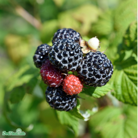 Svarthallon 'Black Jewel' 5-pack i kruka