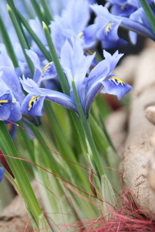 Våriris 'Alida' 15st