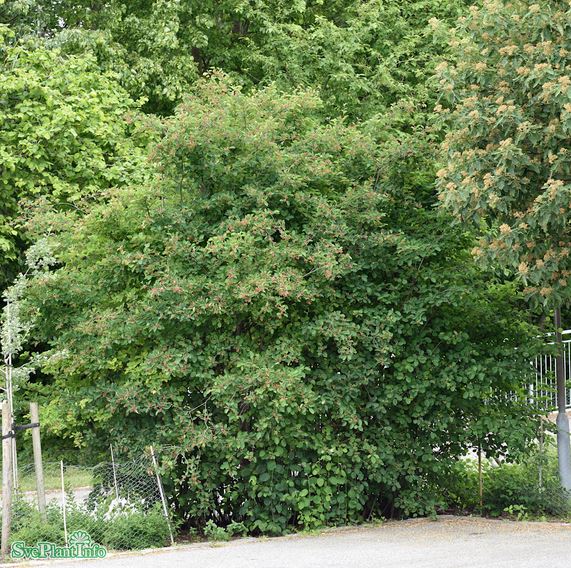 Häggmispel 100-pack i kruka