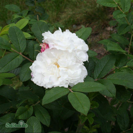 Kanadensisk Ros 'Louise Bugnet' 10-pack barrotad